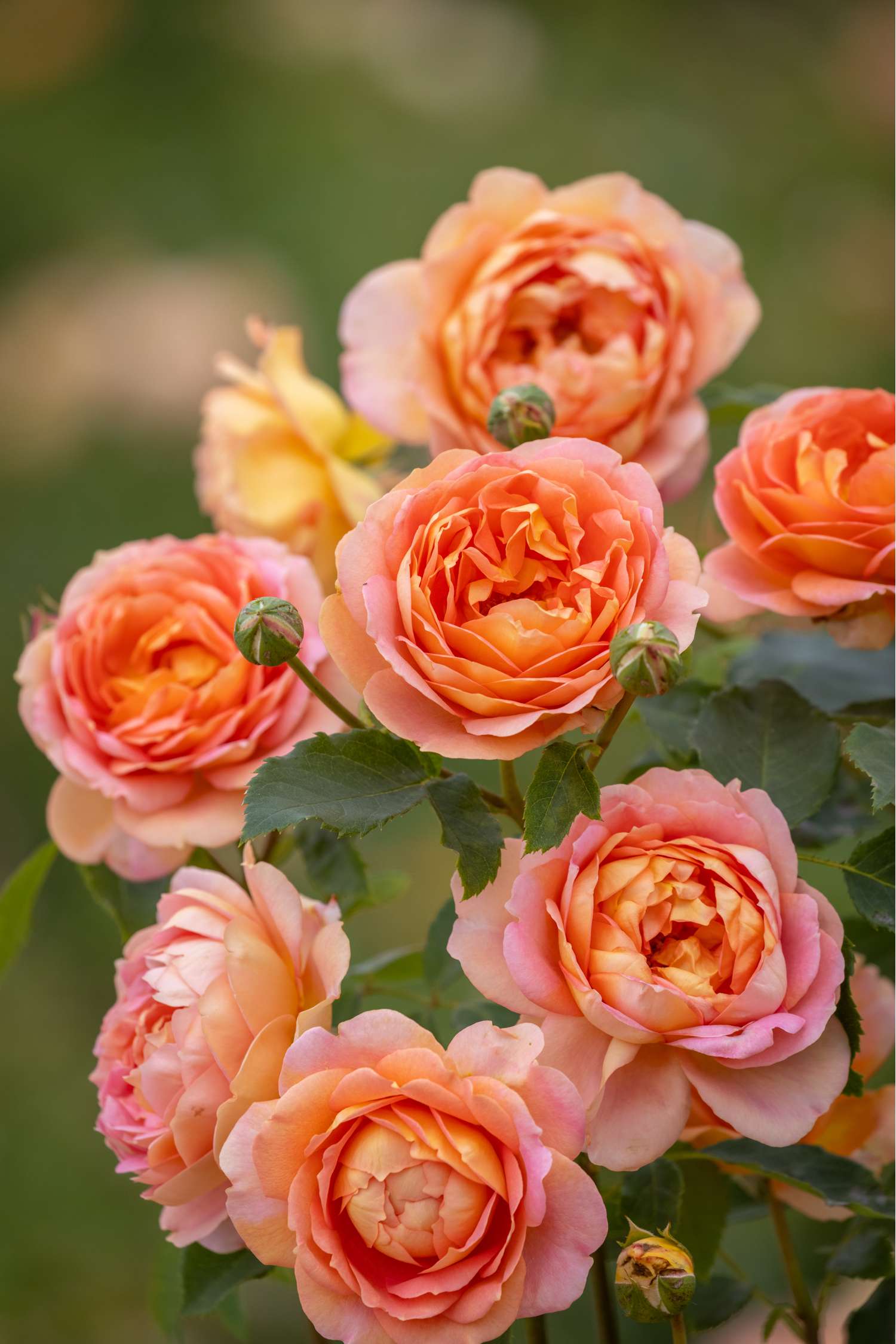 Ruusu 'Lady of Shalott™' (Ausnyson)